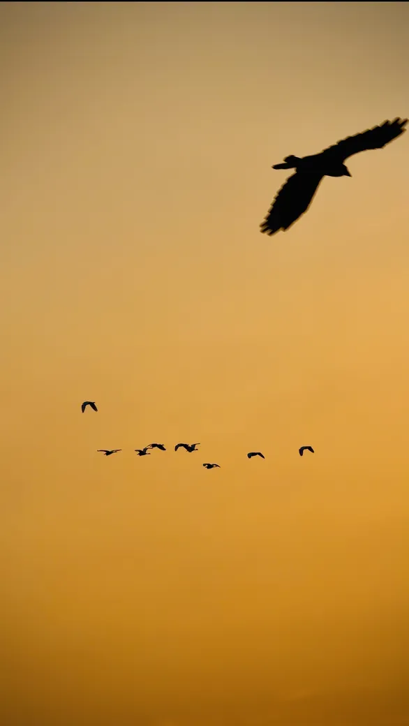 Birds against an orange dusk sky