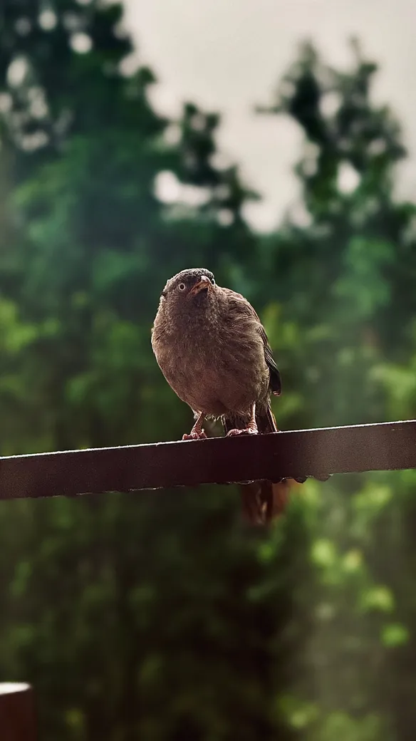 Babbler bird perched on a rail